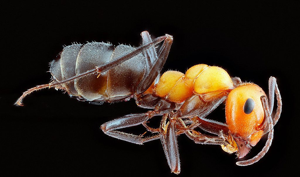 Ant Control service in Southfield, MI