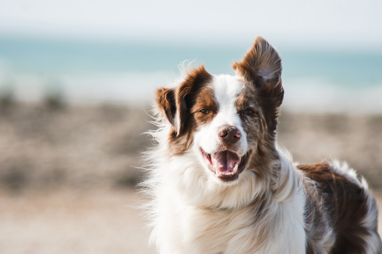 Flea & Tick Control service in Southfield, MI