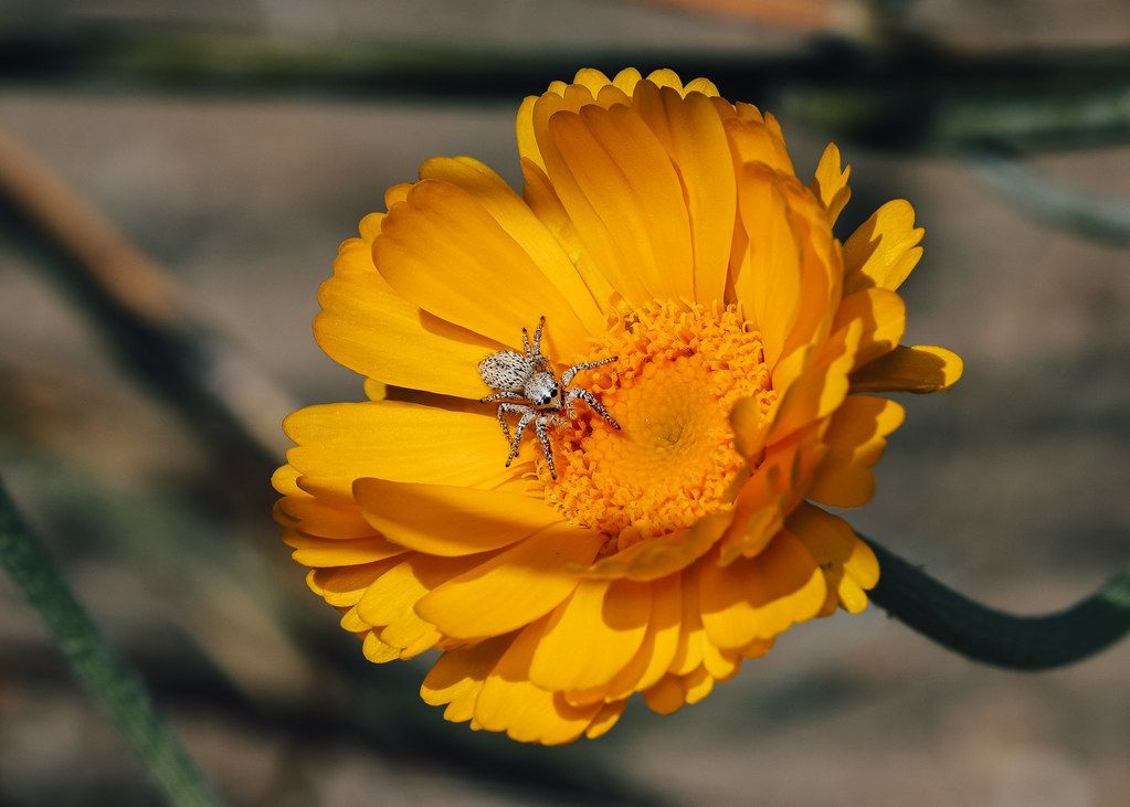 Spider Control service in Southfield, MI